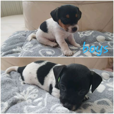 Miniature Jack Russell Puppies For Sale