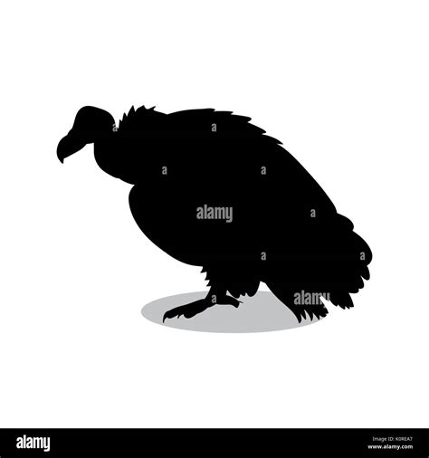 African Buzzard Stock Vector Images Alamy