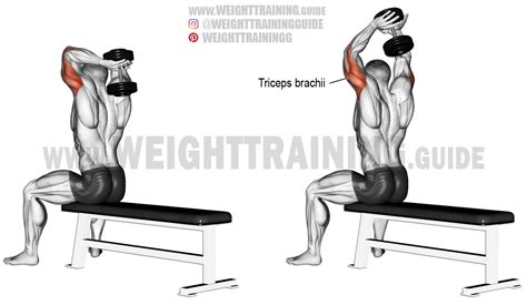 Seated dumbbell overhead triceps extension exercise instruction and video