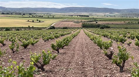 La Ruta Del Vino Almansa Se Incorpora A Rutas Del Vino De Espa A Expreso