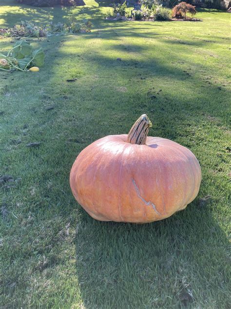 Surprise Pumpkin R Giantpumpkin