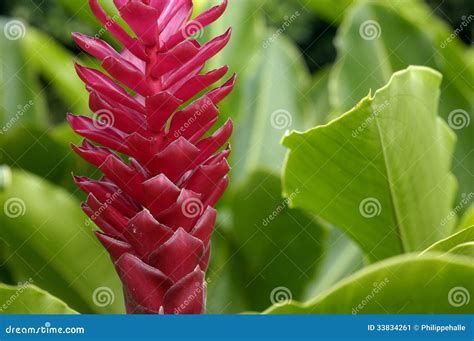 Close up of alpinia stock image. Image of alpinia, flowers - 33834261