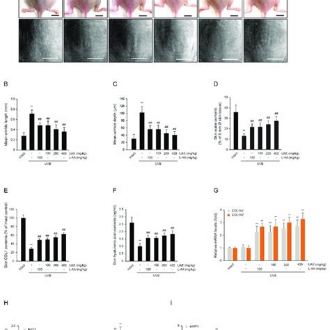 Effects Of Uae On Uvb Induced Wrinkle Formation In Dorsal Back Skin Download Scientific