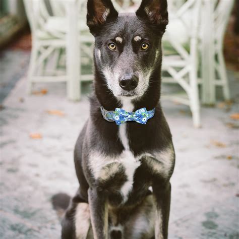 Collares de perro personalizados con corbata de moño para perras