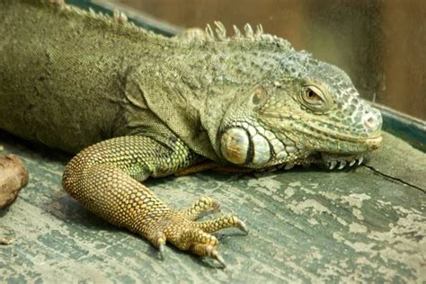 Green Iguana Stock Photos Royalty Free Green Iguana Images Depositphotos