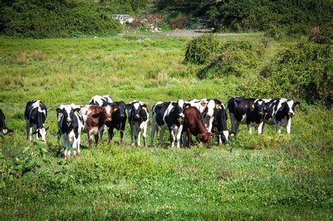 Meet The 2017 Rhode Island Dairy Farm Of The Year Must Be The Milk