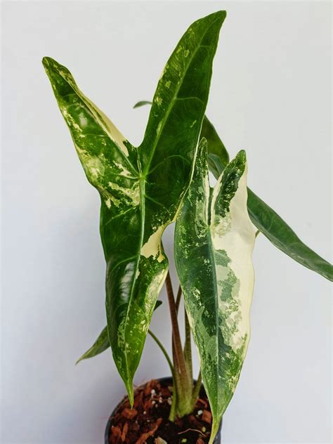 Alocasia Longiloba Variegated Starter Plant Well Variegation Grogensgarden