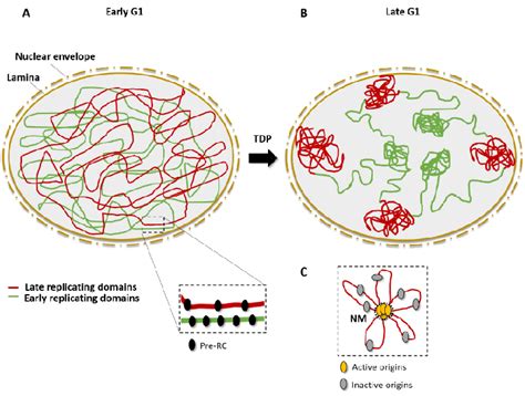 Spatial Organization Of Origins And Replication Timing A In The