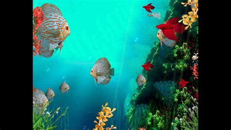 Coral Reef Aquarium 3D Screensaver DEMO http://www.screensavergift.com ...