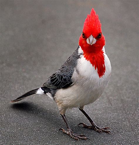 25 Beautiful Red Cardinals Birds Pictures North American Species Web