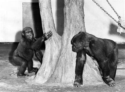 Dec. 1, 1958: Phil the gorilla dies after a hunger strike