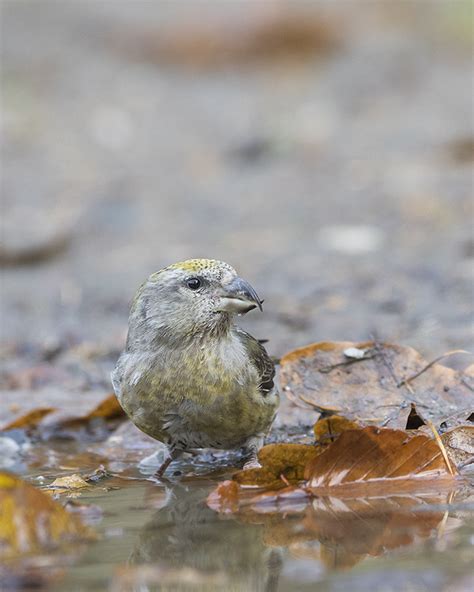 Mindre korsnäbb Loxia curvirostra Common Crossbill Svartfoton se