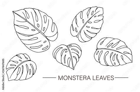 Vector set of tropical monstera leaves. Line drawing of jungle foliage ...