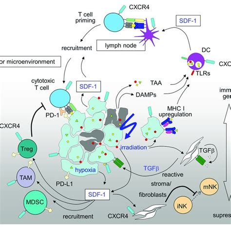 Immunosuppressive And Immunostimulatory Action Of SDF 1 CXCR4