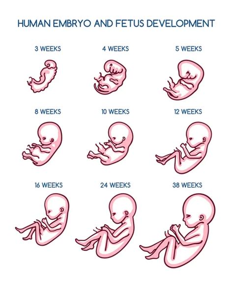 Human Embryo 10 Weeks