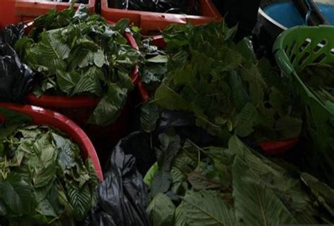 Over 2,000 kg of ketum leaves seized along Malaysia-Thailand border ...