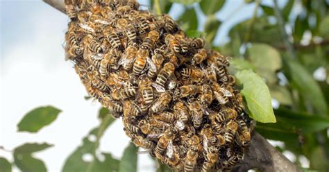 Wasp Vs Hornet Nest