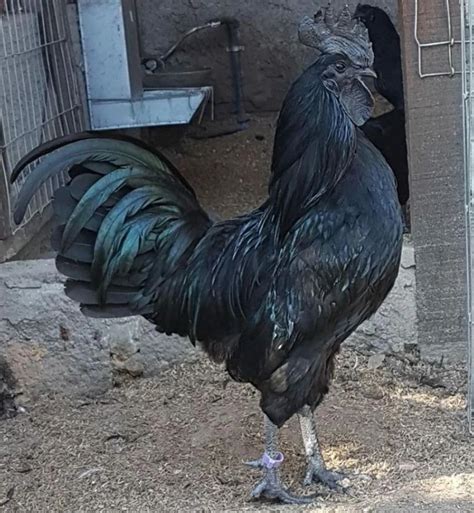 Galinha Mais Cara Do Mundo - Conheça a galinha mais cara do mundo - Agro em Campo