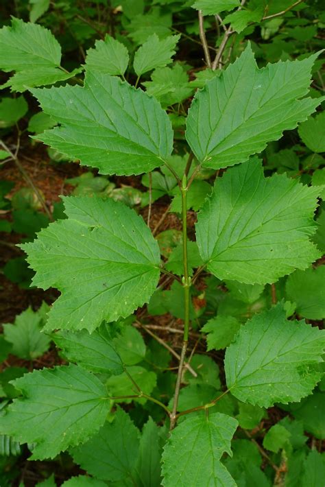 Wild Harvests Highbush Cranberry De Befuddled