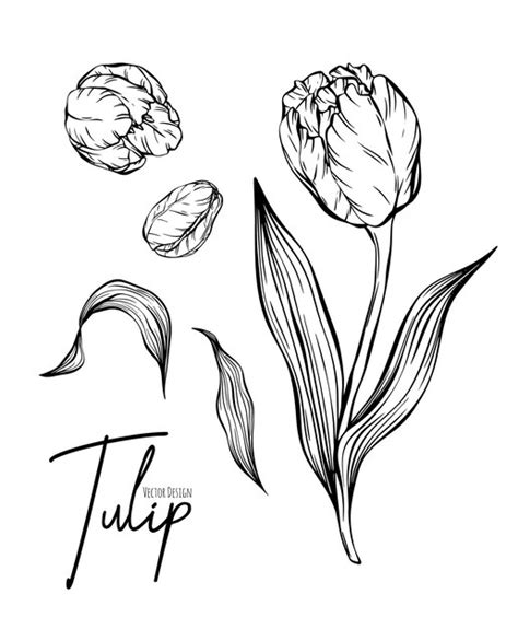 Ilustra O Nica De Flores De Tulipa Vetor Premium