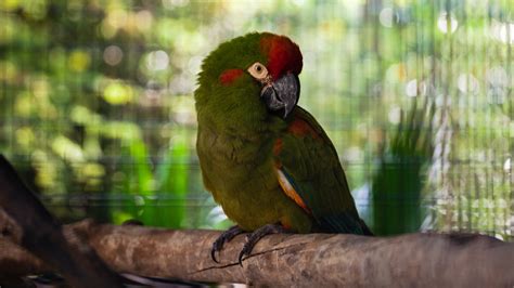 Red-Fronted Macaw | BREC's Baton Rouge Zoo