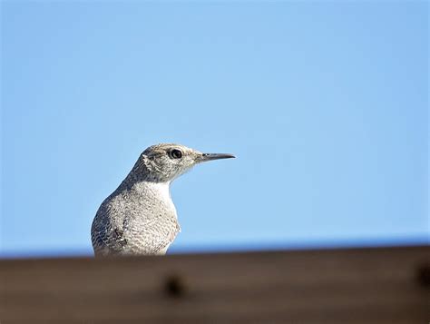 eBird Checklist - 20 Oct 2022 - Aransas National Wildlife Refuge ...