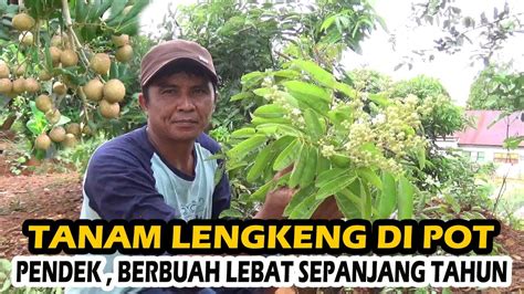 Begini Cara Menanam Kelengkeng Di Pot Pendek Cepat Rajin Berbuah