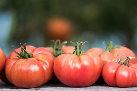 Guide complet pour cultiver des tomates Beefsteak à la maison Brico