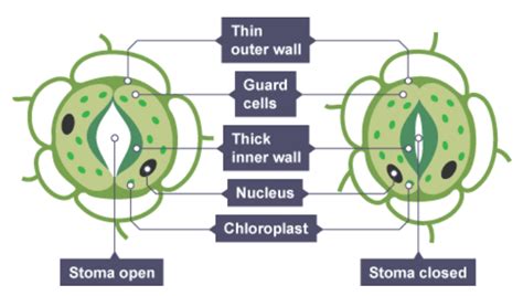 Stomatal movements – PLANT STOMATA ENCYCLOPEDIA