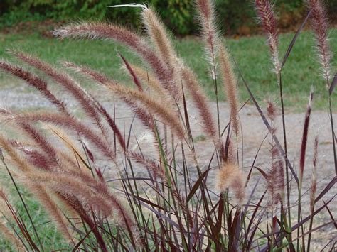 Ornamental grasses - Landscape Ontario