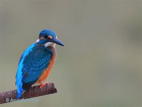 Sunday Shot Common Kingfisher Birding In Goa Inditales