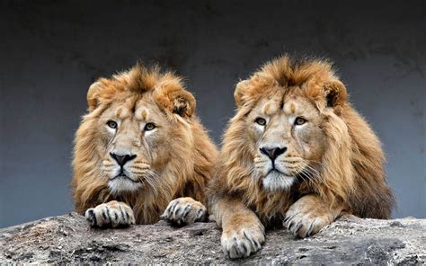 Asiatic lion, Indian lion, Persian lion | DinoAnimals.com