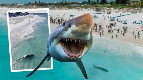 Drone Footage Shows Perths Favourite Tiger Shark Trevor Might Be Back