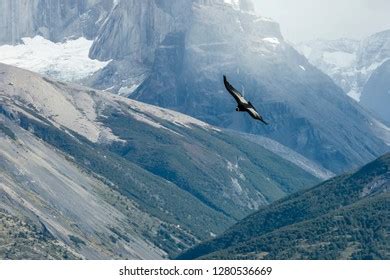 Andean Condor Flight Torres Del Paine Stock Photo 1280536669 | Shutterstock