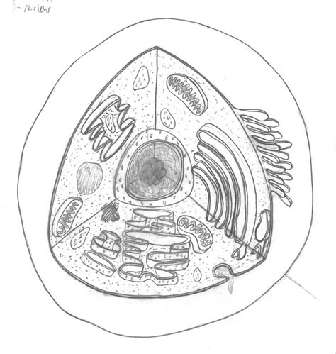 Anatomy Of A Cell Worksheets