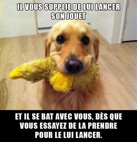 27 Photos Qui Prouvent Que Les Chiens Sont Des Animaux Complètement