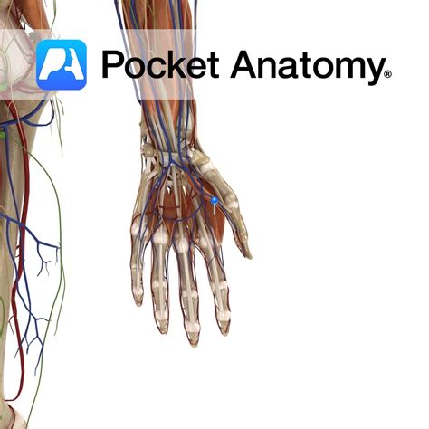 Lumbricals (of hand) - Pocket Anatomy