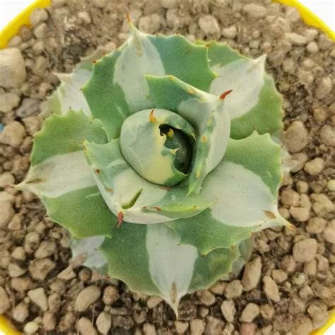 Agave Potatorum Var Verschaffeltii Cv Shoji Rajin Mediopicta Alba 14