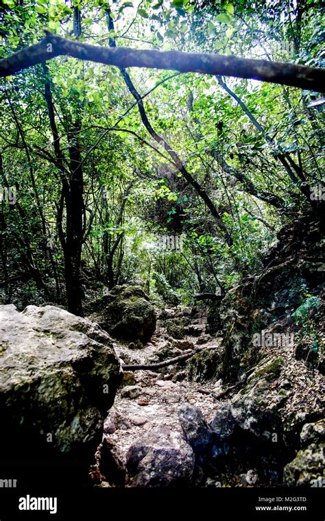 Hiking Trail In The Galilee Israel Passing Through A Dense