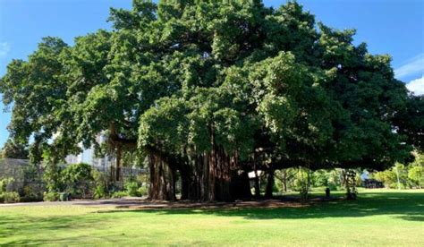 Banyan Tree Facts Use Importance