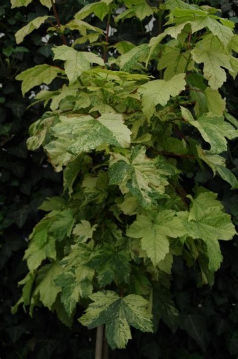 Acer Pseudoplatanus Hermitage Bontbladige Esdoorn De Tuinen Van