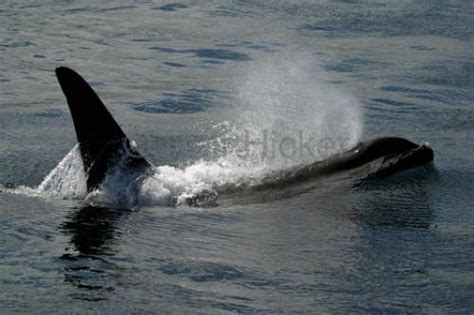 Orca Whales | Photo, Information