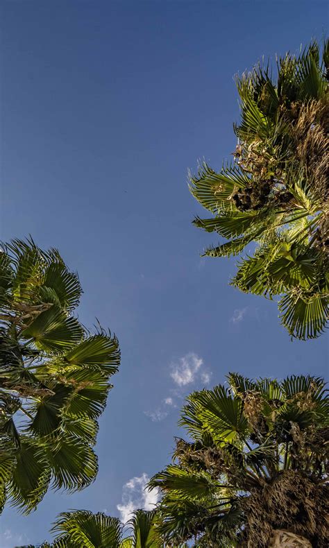 Palm Trees Sky Stock Photos, Images and Backgrounds for Free Download