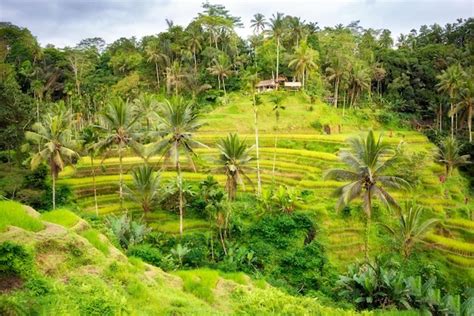 Exuberantes Plantaciones De Campos De Arroz En La Isla De Bali