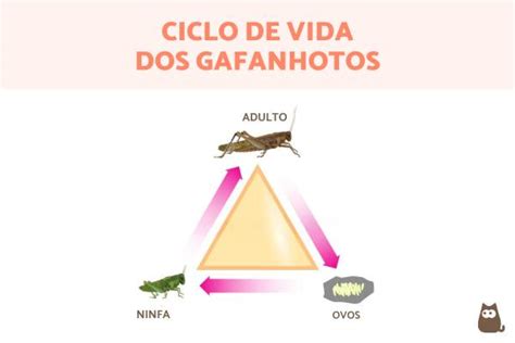 Quanto Tempo Vive Um Gafanhoto Ciclo De Vida Completo