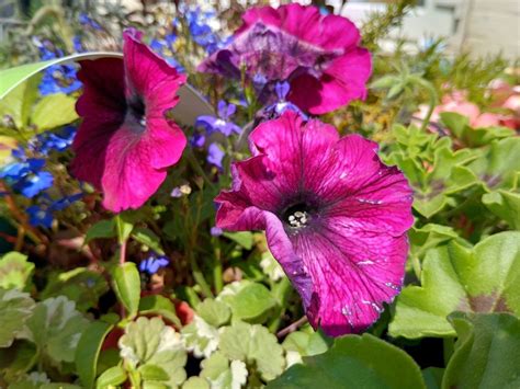 Blackview BL8800 Pro Review: Thermal Imaging and Great Battery, but Not ...