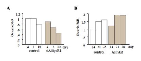 Effects Of Sirna Adipor Transfection Or Aicar Treatments On Osterix