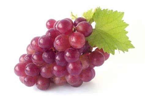 Uva É Fruta Citrica - Uva é Fruta Citrica - FDPLEARN
