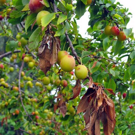 Fire blight apple trees - holdenshow