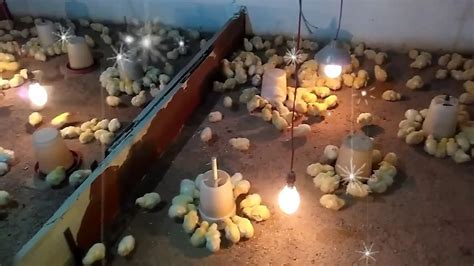 Poultry Farming Class 4 Types Of Brooding Poultry Farming